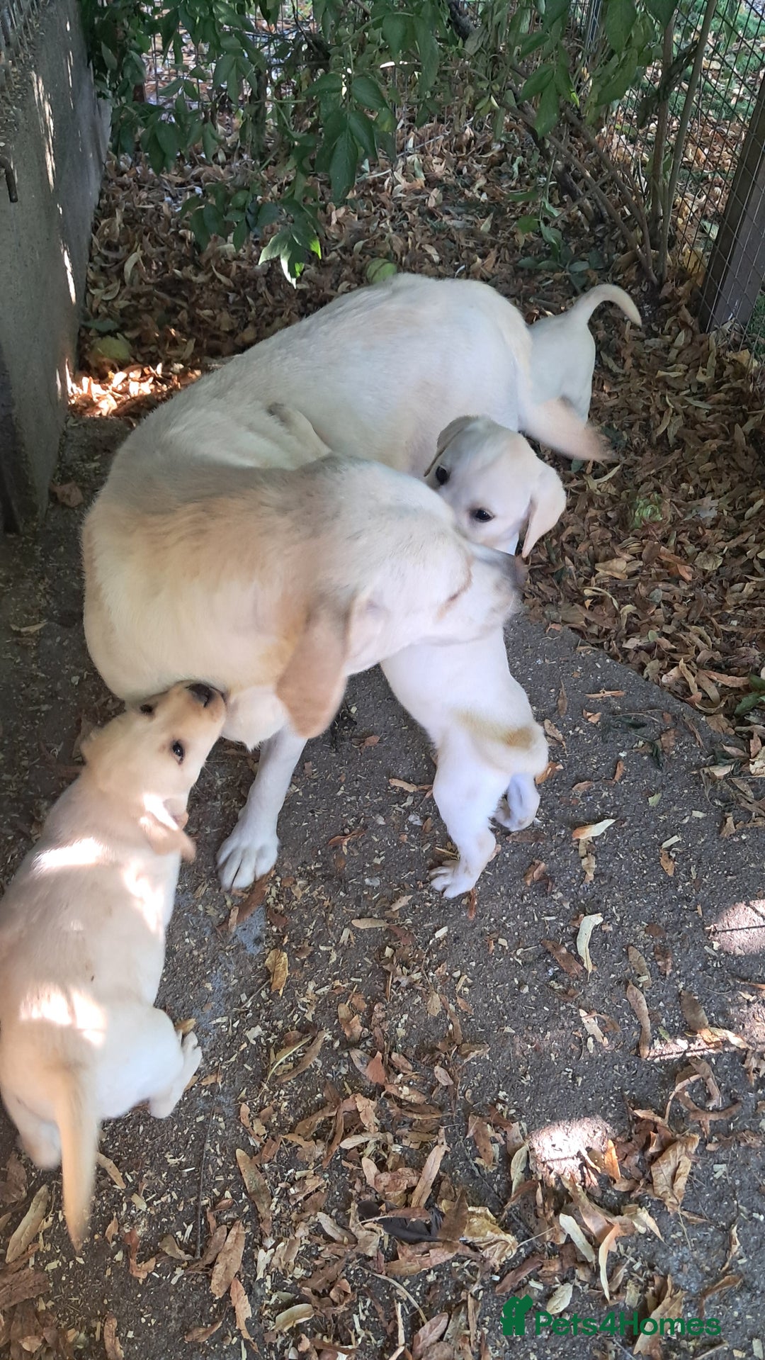 Labrador Retriever dogs for sale: Robust, sensible, yellow KC Labrador Pups - Image 8