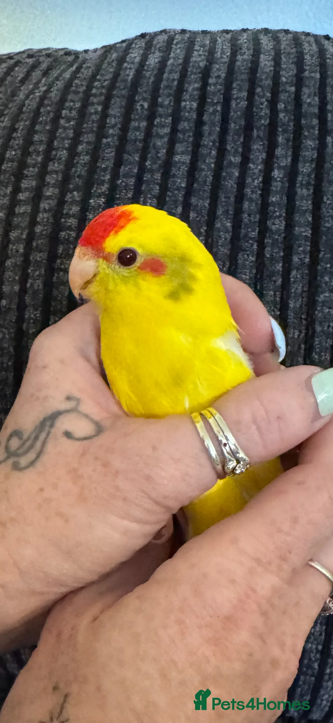 Parakeets birds for sale: 3 x Kakariki chicks for sale.  - Advert 4