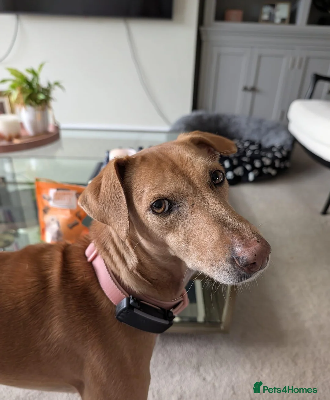 Mixed Breed dogs for sale: Gecko needs a very special home in Liss - Advert 1