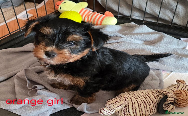 Yorkshire Terrier dogs - Advert 6