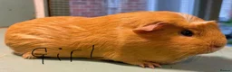 Guinea Pig rodents for sale: Gorgeous Guinea pigs looking for new laps 🥰 - Advert 2