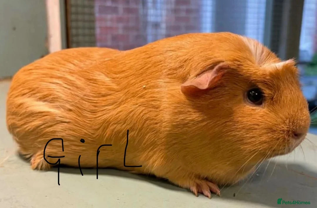 Guinea Pig rodents for sale: Gorgeous Guinea pigs looking for new laps 🥰 - Advert 2