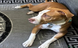 American Bulldog dogs for sale: 10 month puppy  - Image 3