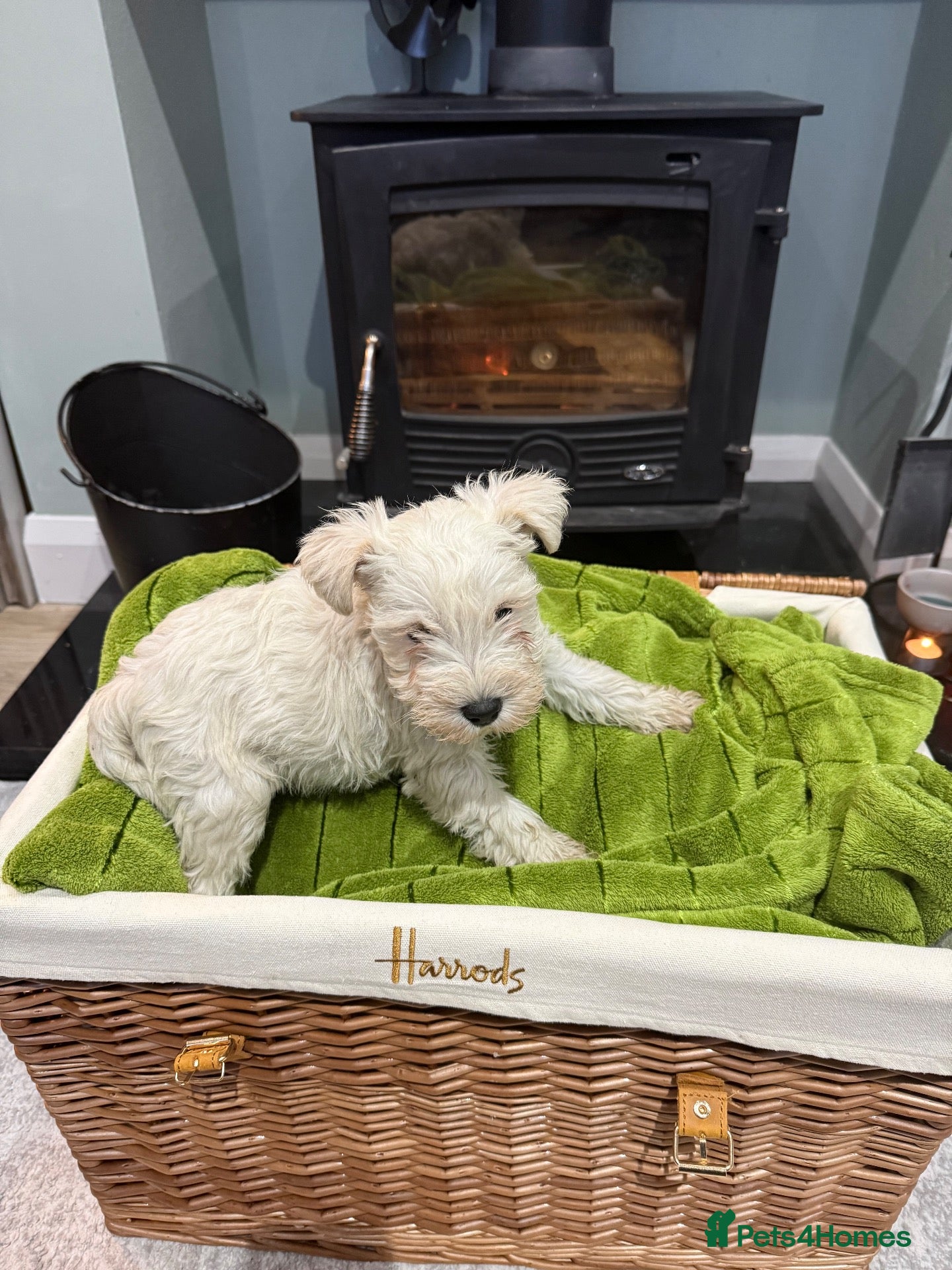 Miniature Schnauzer dogs MINIATURE SCHNAUZER K C REG - Advert 1