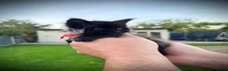 Maine Coon cats for sale: **TICA registered Black Maine Coon Kittens** - Advert 4