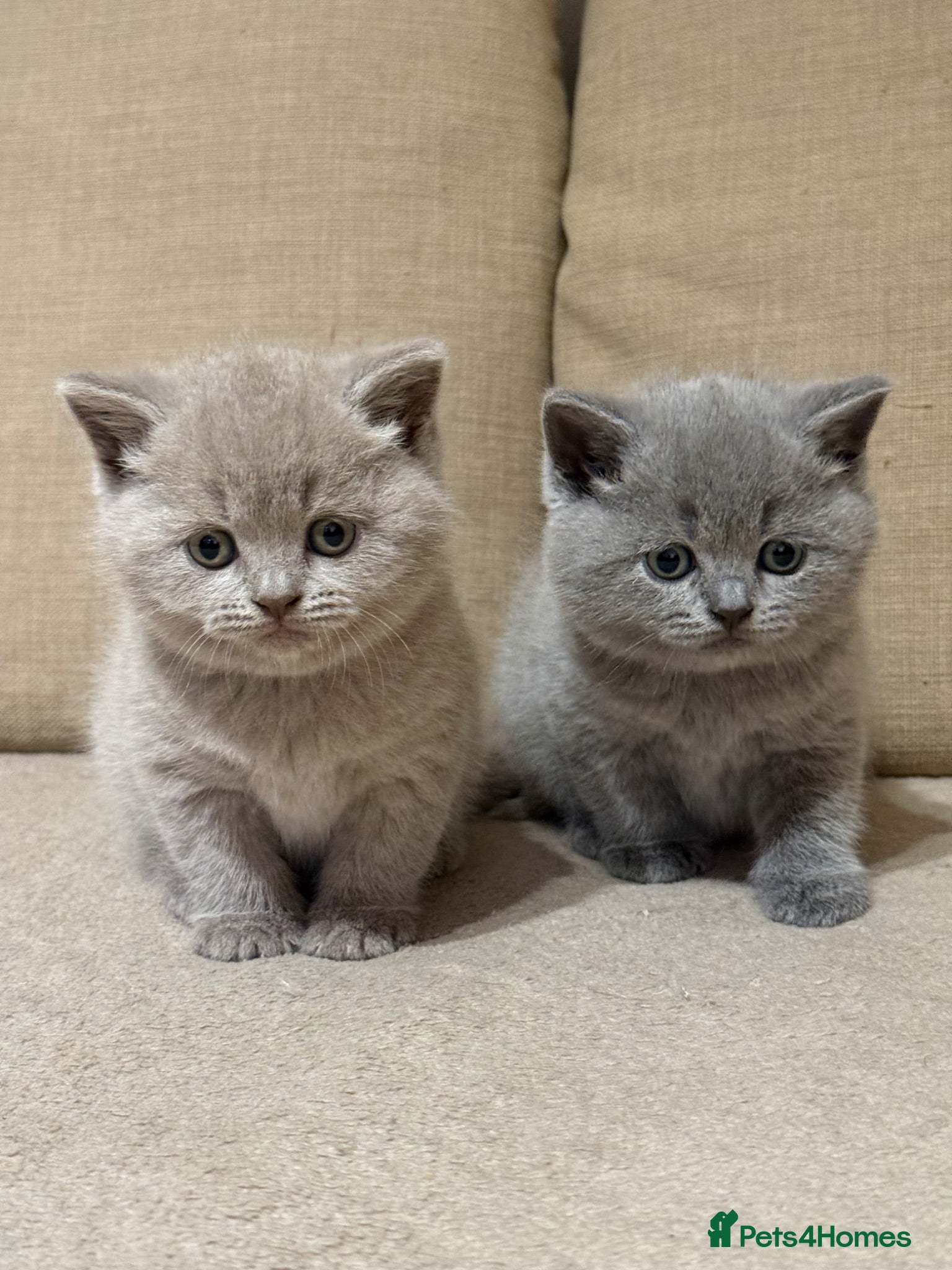 British Shorthair cats British shorthair kitten  - Advert 1