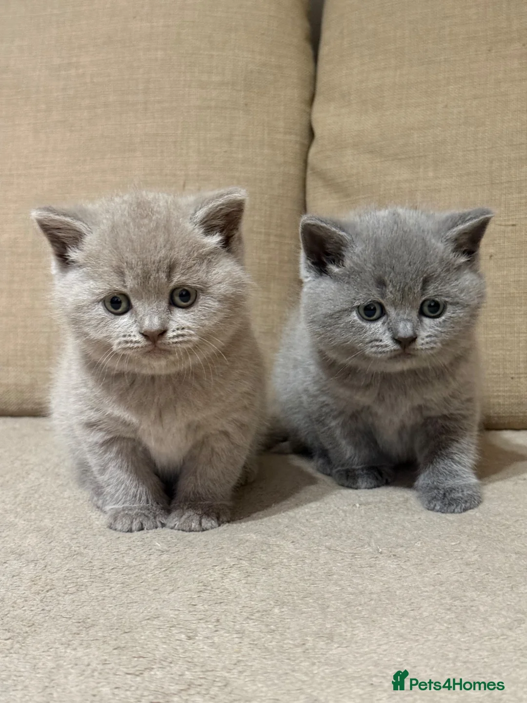 British Shorthair cats for sale: British shorthair kitten  - Advert 1