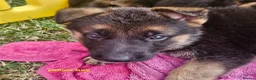 German Shepherd dogs for sale: 8 BIG German Shepherd Puppies  - Advert 13