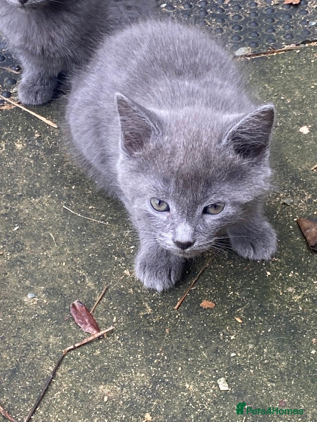 Mixed Breed cats for sale: Farm reared kitten check location before enquiring - Image 4