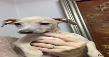Italian Greyhound dogs - Advert 3