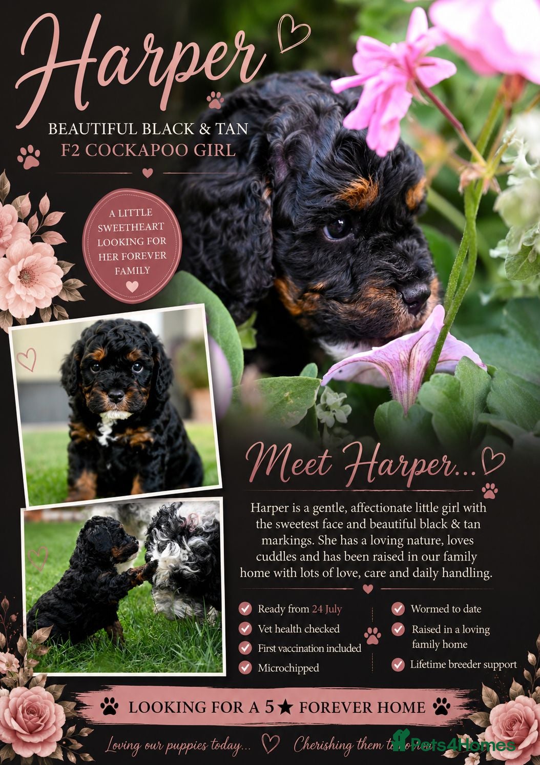 Cockapoo dogs 🐾F2 Cockapoos Puppies Wiltshire💗💗💗💙💙 - Advert 2