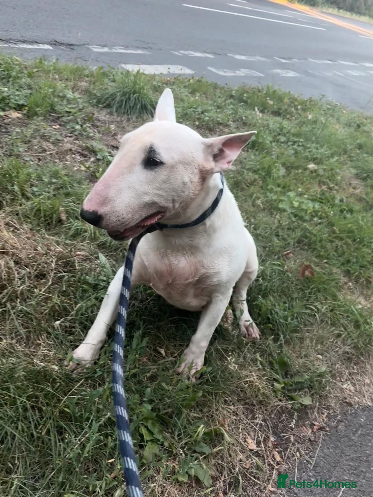 English Bull Terrier dogs Missy beautiful English bullterrier girl  - Advert 1