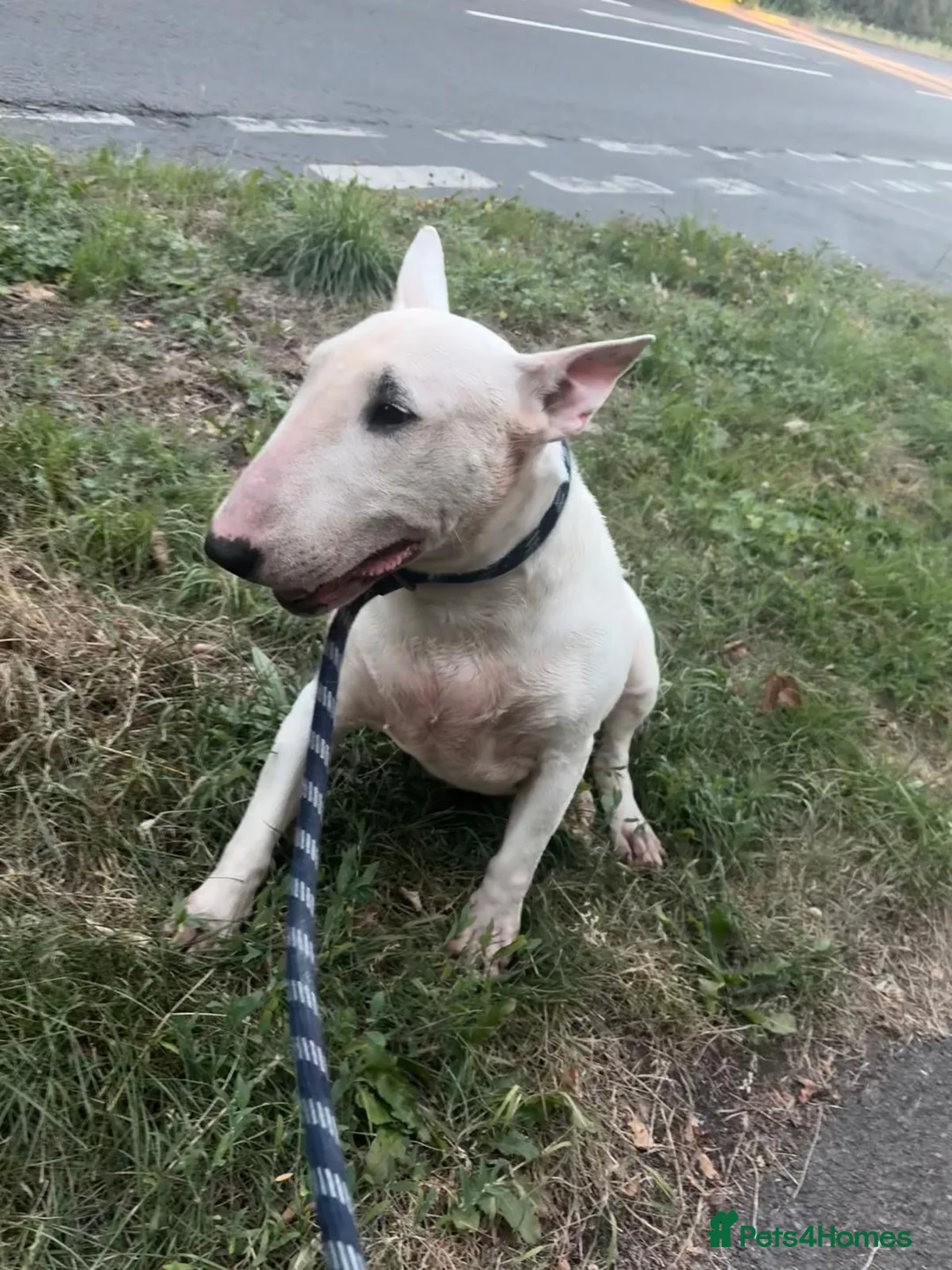 English Bull Terrier dogs for sale: Missy beautiful English bullterrier girl  - Advert 1