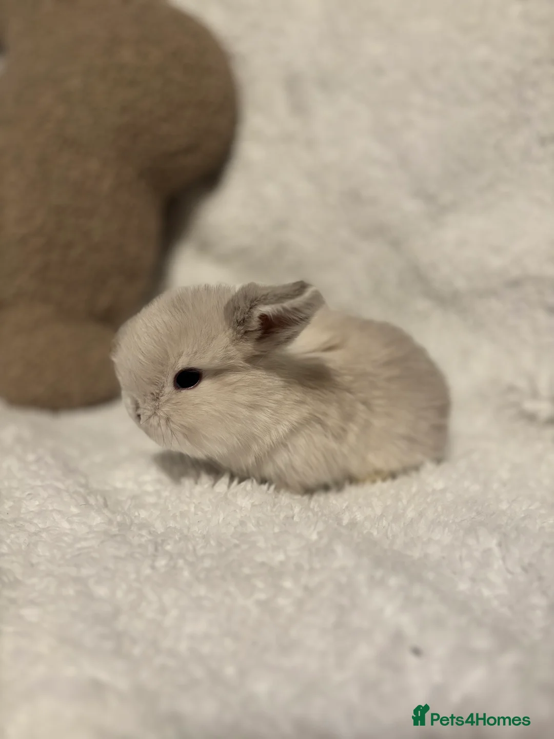 Mini Lop rabbits for sale: Mini lops 🐰 ready to reserve ✨  - Advert 6