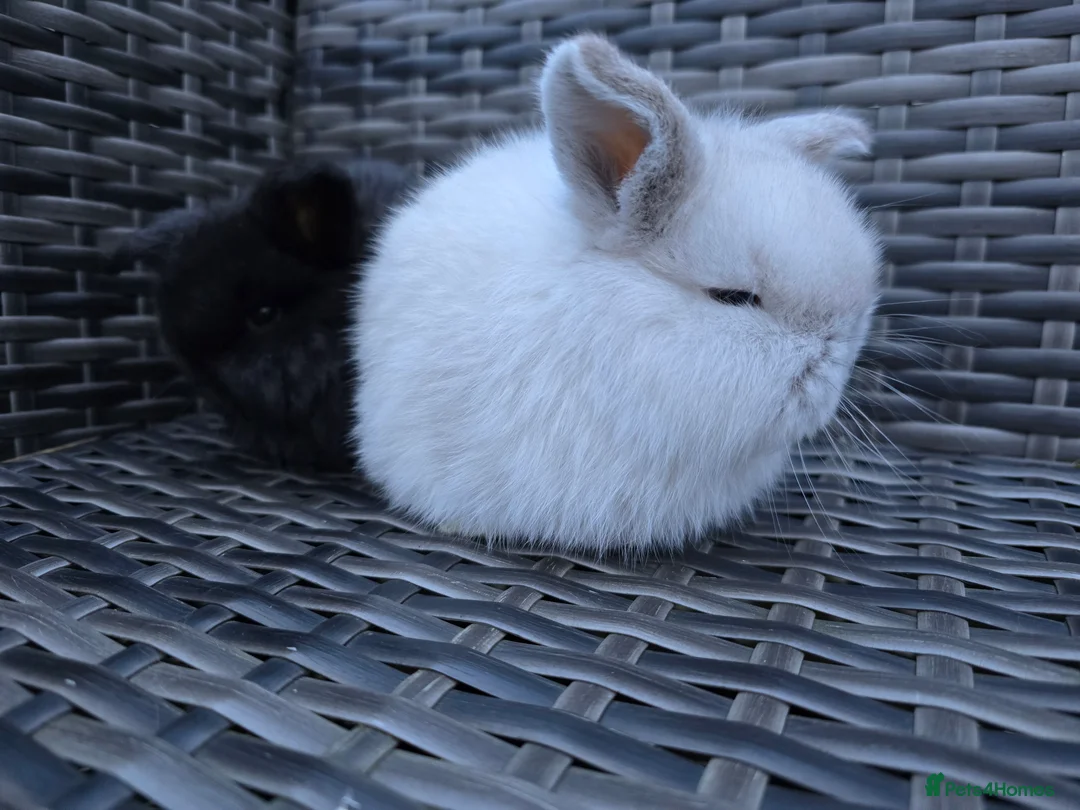 Mini Lop rabbits for sale: Beautiful mini lop bunnies  - Advert 7
