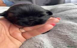 Shih Tzu dogs for sale: Kc Standard Shih Tzu puppies - Image 10