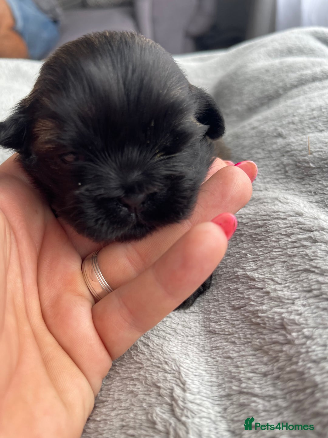 Shih Tzu dogs for sale: Kc Standard Shih Tzu puppies - Image 10