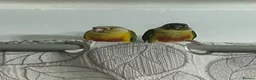 Conures birds for sale: Hand Reared Conures - Advert 8