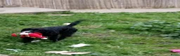 Mixed Breed dogs for sale: Energetic Bertie - Advert 5