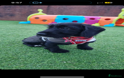 Mixed Breed dogs for sale: Lenny & Lulu - Image 2