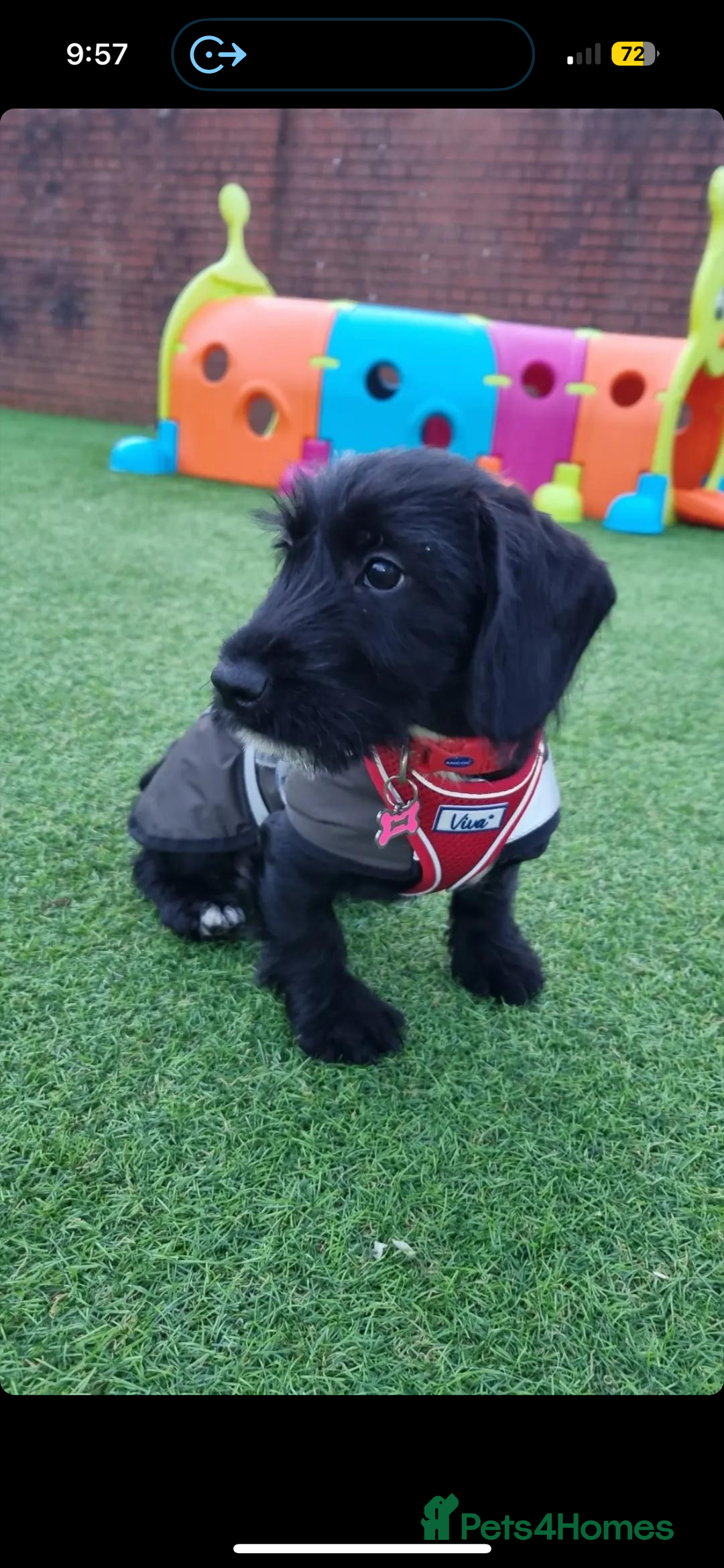 Mixed Breed dogs for sale: Lenny & Lulu - Image 2