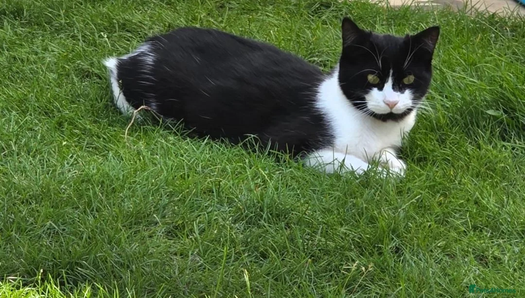 British Shorthair cats for adoption: Male neutured cat  in Aylesbury - Advert 1