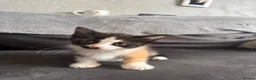 Domestic Shorthair cats for sale: 4 Adorable Domestic Shorthair Kittens - Advert 10