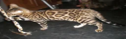 Bengal cats for sale: 5 Beautiful Bengal Kittens Ready Now  - Advert 15