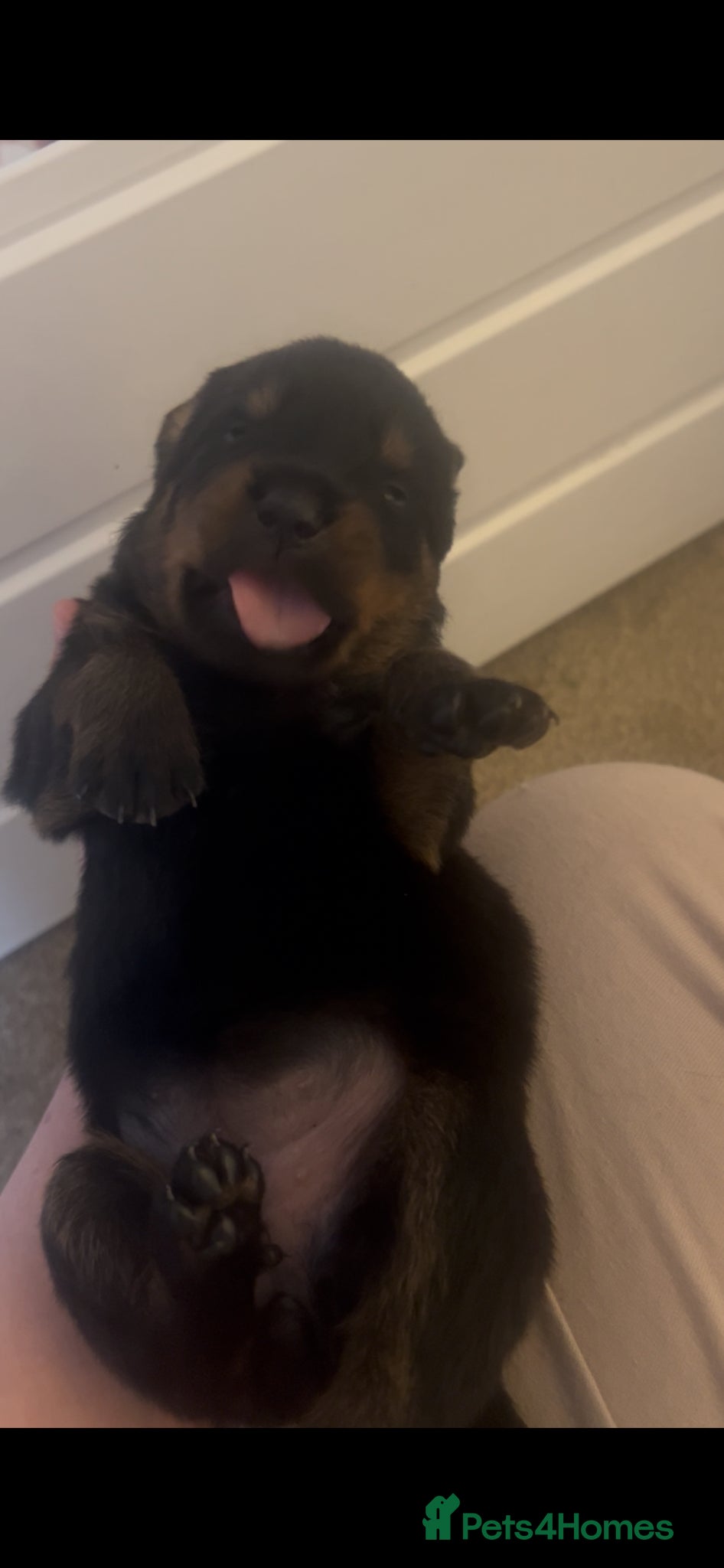 Rottweiler dogs Beautiful litter  - Advert 1