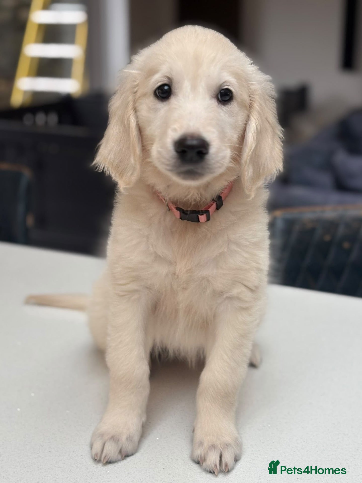 Golden Retriever dogs Behaviourist raised KC Reg Golden Retriever Pups - Advert 1