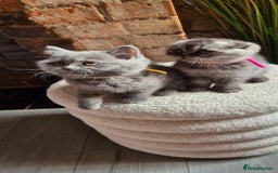 Scottish Fold cats for sale: Adorable Scottish Fold and Straight Kittens  - Image 30
