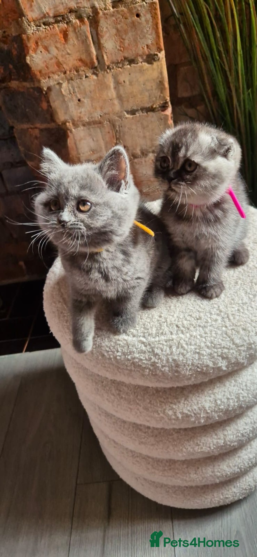 Scottish Fold cats for sale: Adorable Scottish Fold and Straight Kittens  - Image 30