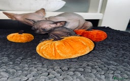 Sphynx cats for sale: Stunning Canadian sphynx kittens - Image 7