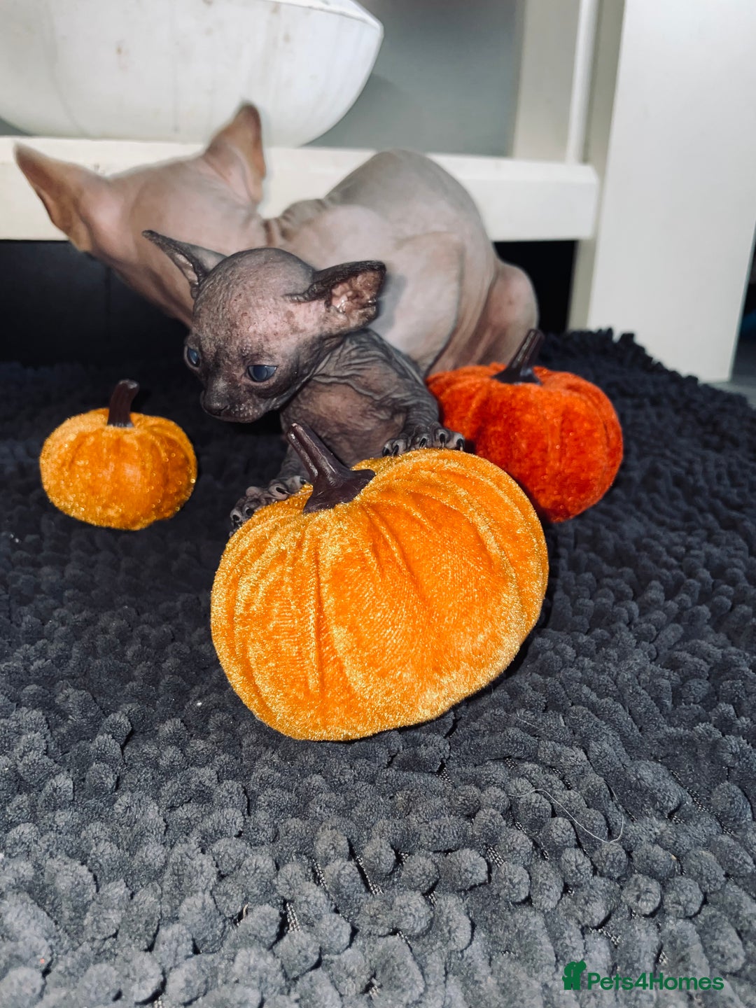 Sphynx cats for sale: Stunning Canadian sphynx kittens - Image 7