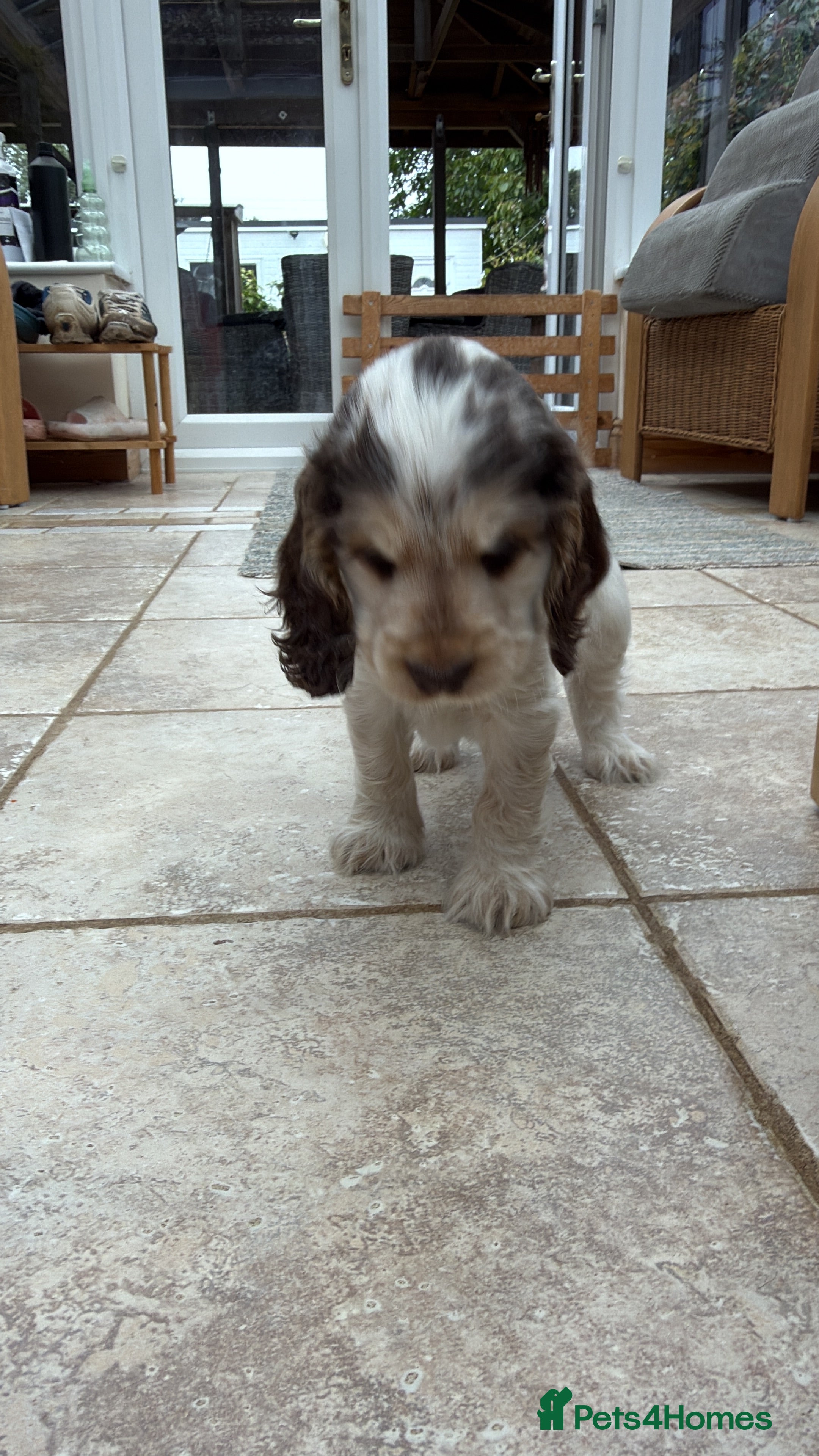 Cocker Spaniel dogs KC registered Show cocker spaniel  - Advert 2