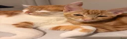 Mixed Breed cats for sale: Gorgeous ginger male Kitten - Advert 5