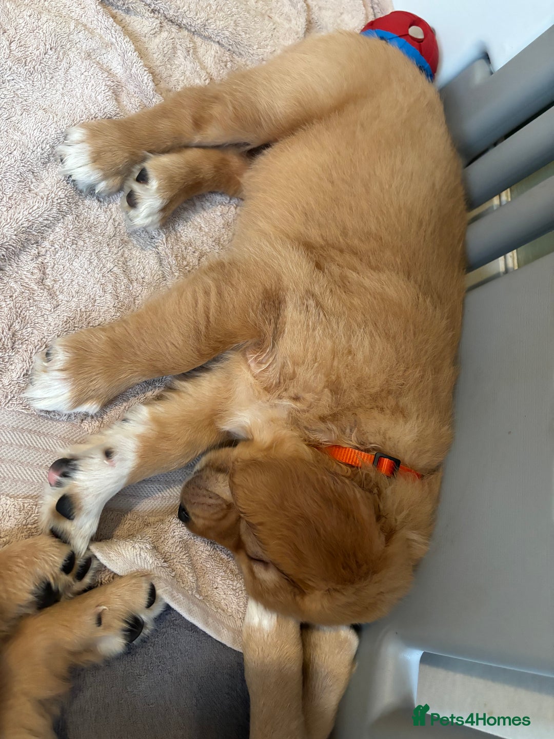 Golden Retriever dogs for sale: Beautiful Golden Retriever puppies  - Advert 25