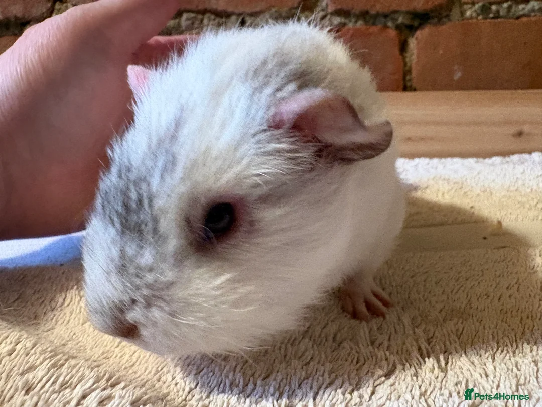 Guinea Pig rodents for sale: Guinea Pig sows RESERVED - Advert 5