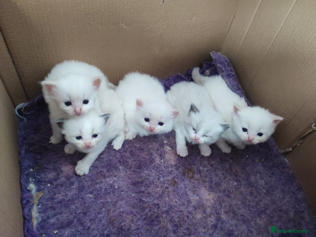 Ragdoll cats for sale: Beautiful ragdolls  - Image 5