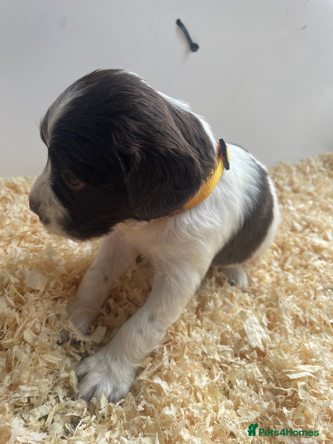 English Springer Spaniel dogs for sale: Working English springer spaniel puppies  - Image 5