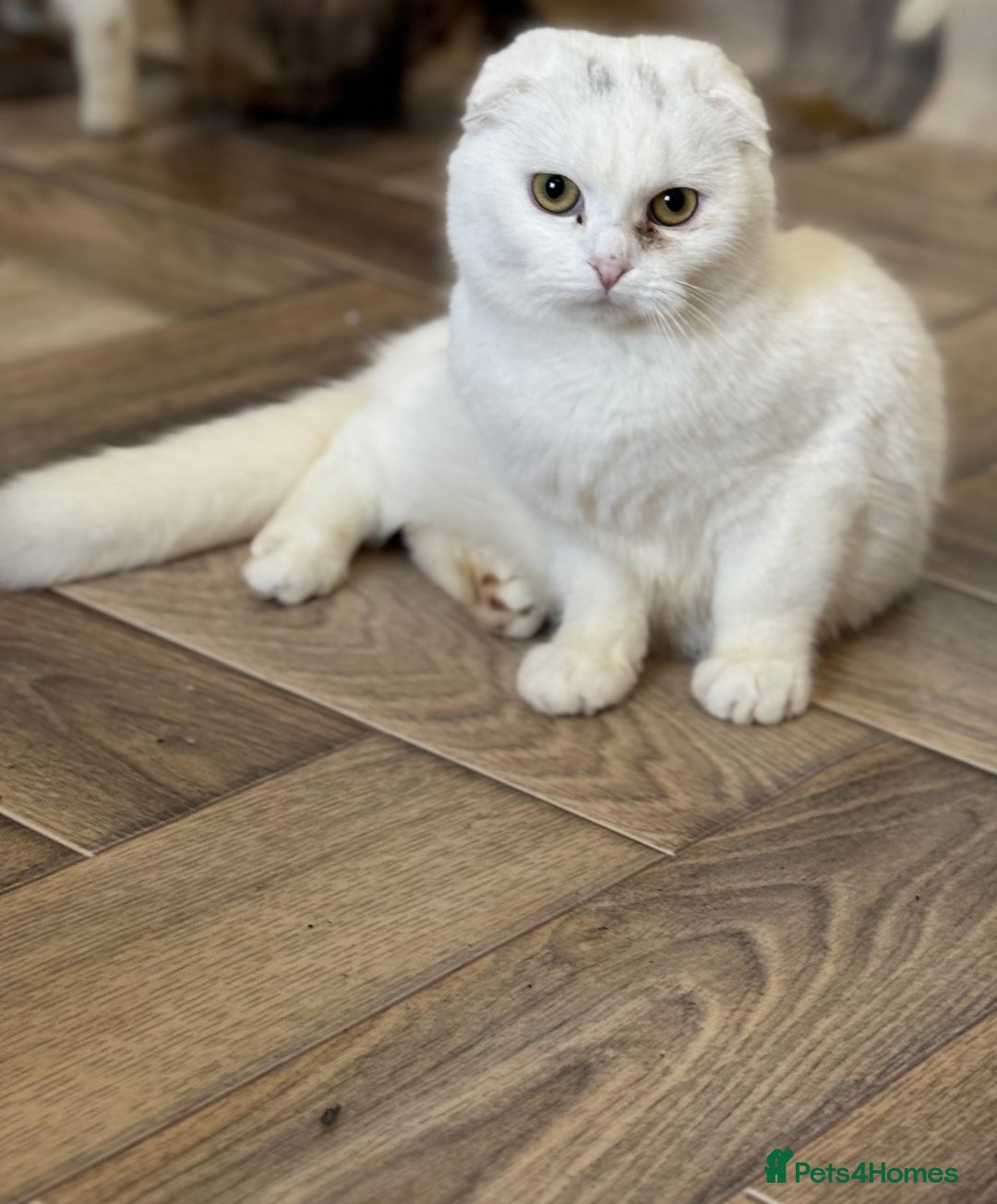 Scottish Fold cats for sale: Kittens  - Advert 5