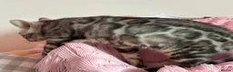 Bengal cats for sale: Silver Grey Male TICA Kitten - Advert 19