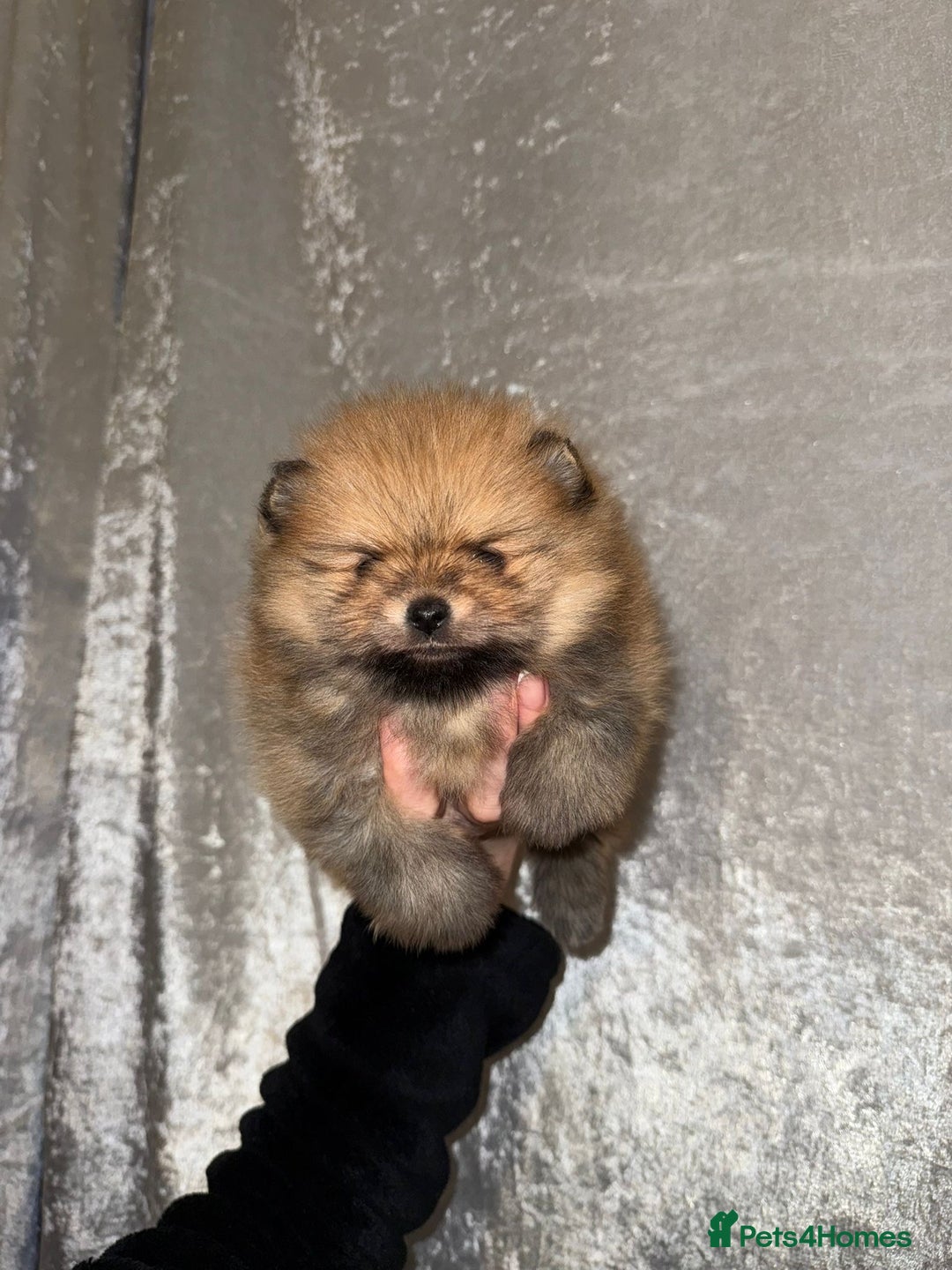 Pomeranian dogs for sale: Pomeranian puppies for sale .  - Advert 29
