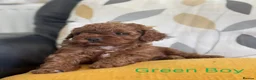 Cavapoo dogs for sale: Stunning Red F1b Cavapoo Puppies  - Advert 3