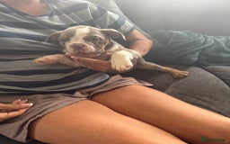 English Bulldog dogs for sale: Puppies for sale - Image 12