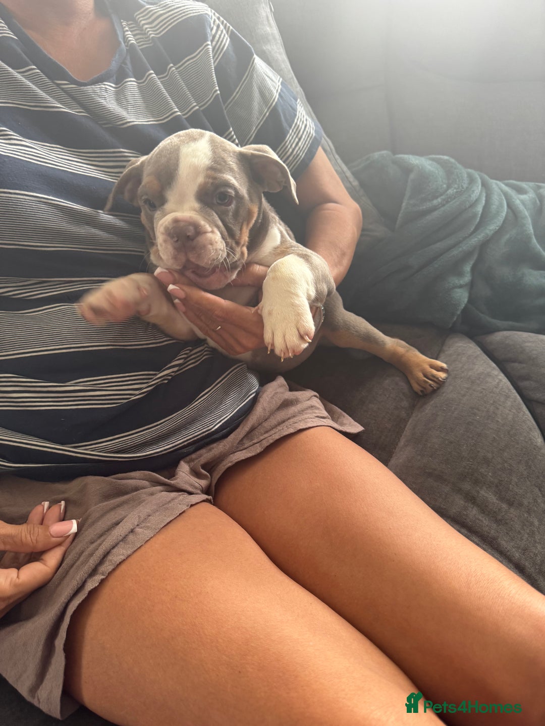 English Bulldog dogs for sale: Puppies for sale - Image 12