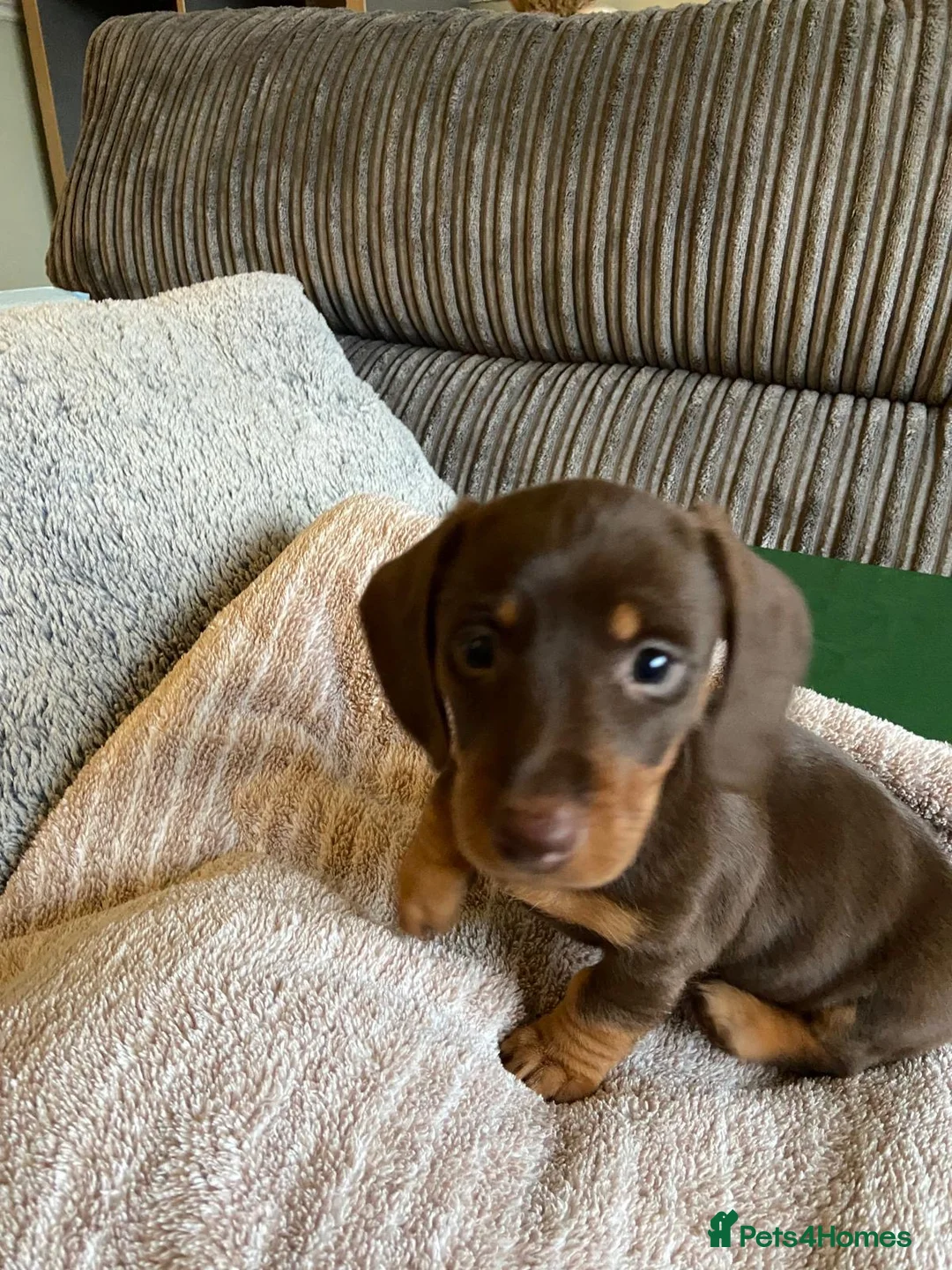 Dachshund dogs for sale: Long haired girl and left  - Advert 13