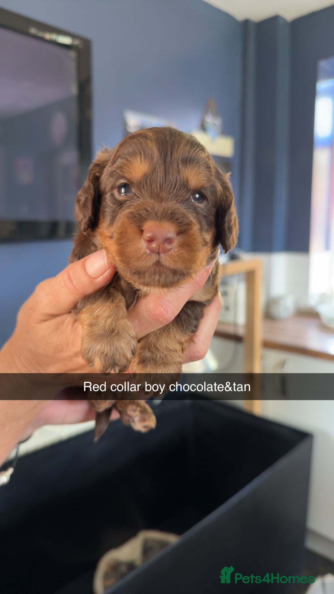 Cockapoo dogs ABSOLUTELY GORGEOUS F1 COCKAPOOS PUPS - Advert 1