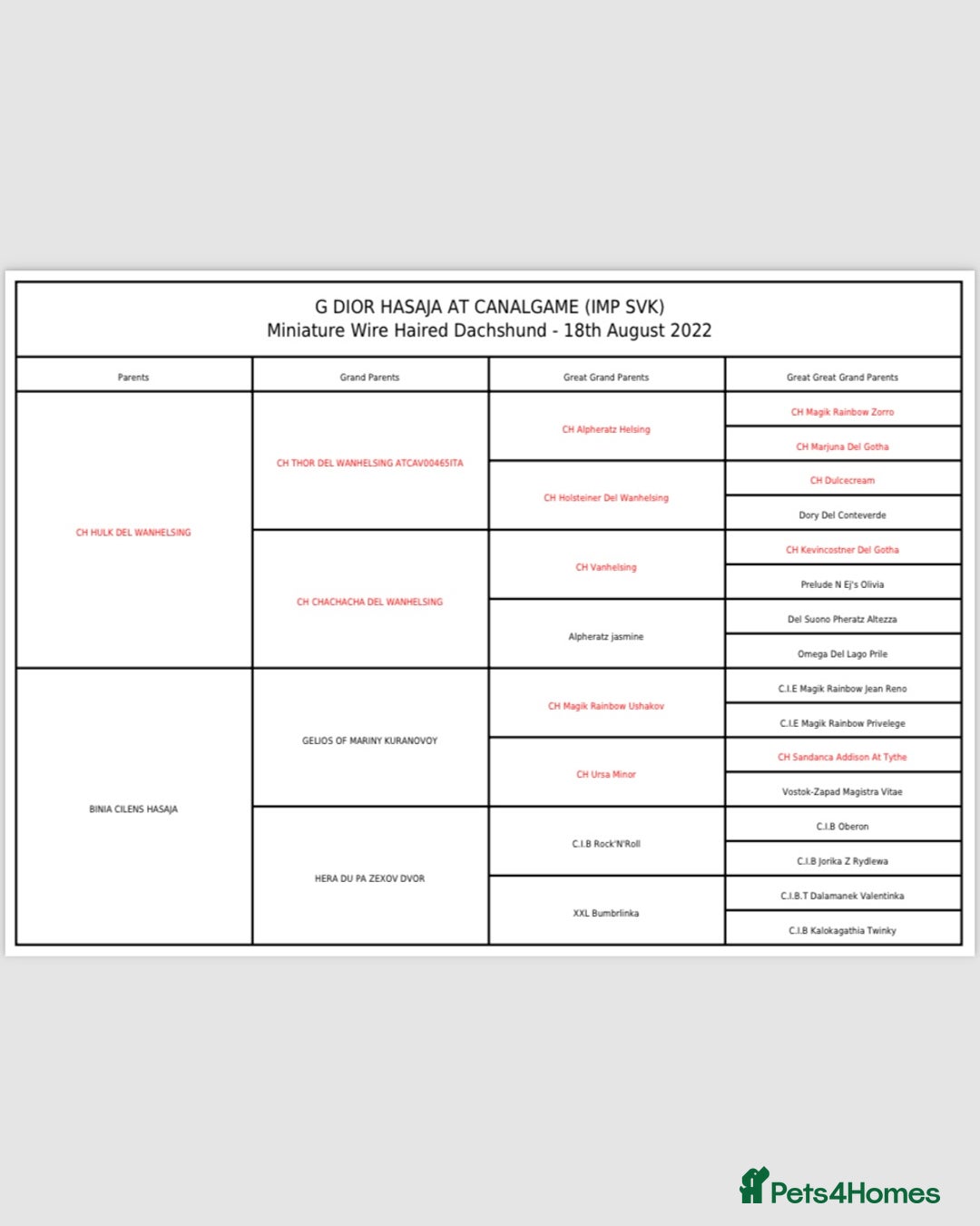 Miniature Dachshund dogs for stud: Digby - Advert 5