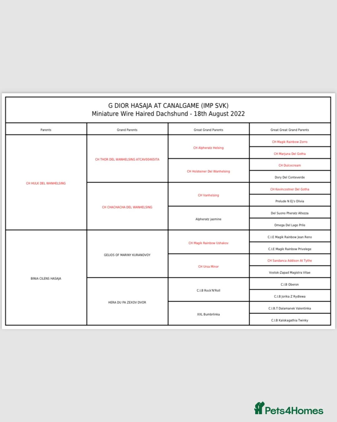 Miniature Dachshund dogs for stud: At Stud Digby - Advert 5